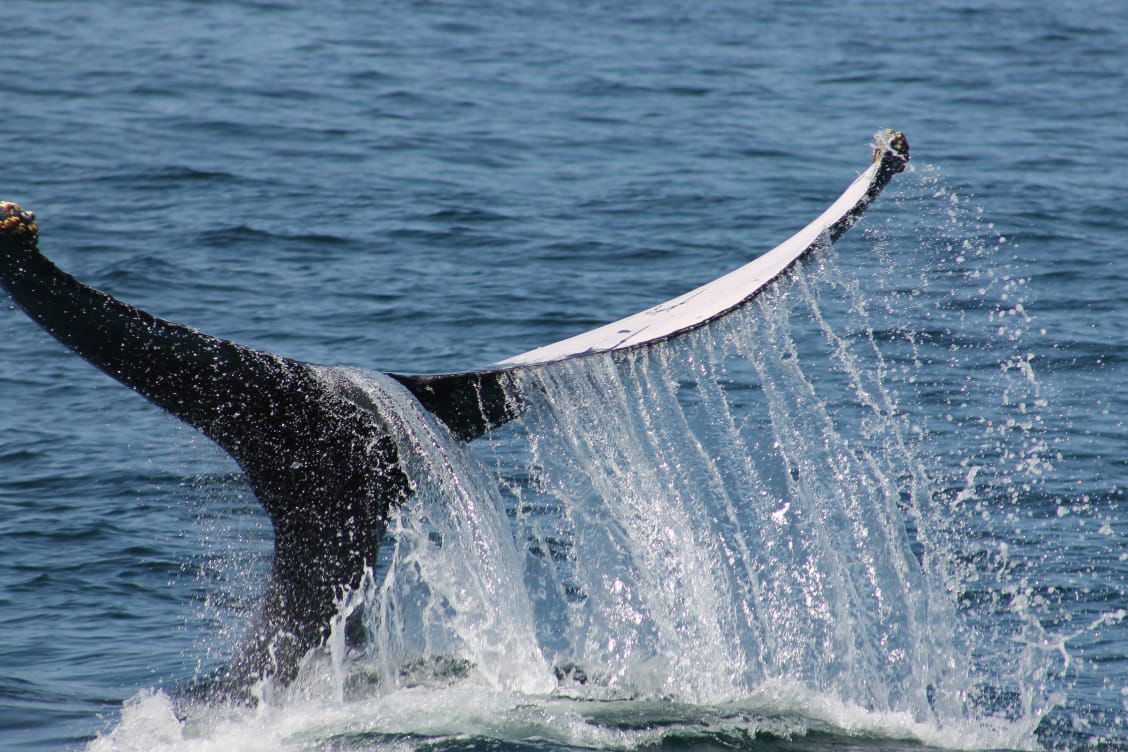 Closeup whale tail Samana